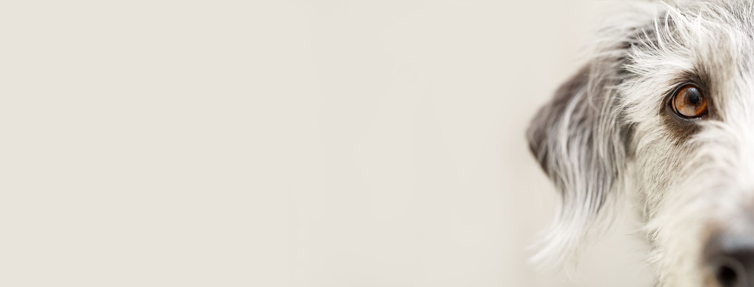 Dog Eye Closeup Web Banner